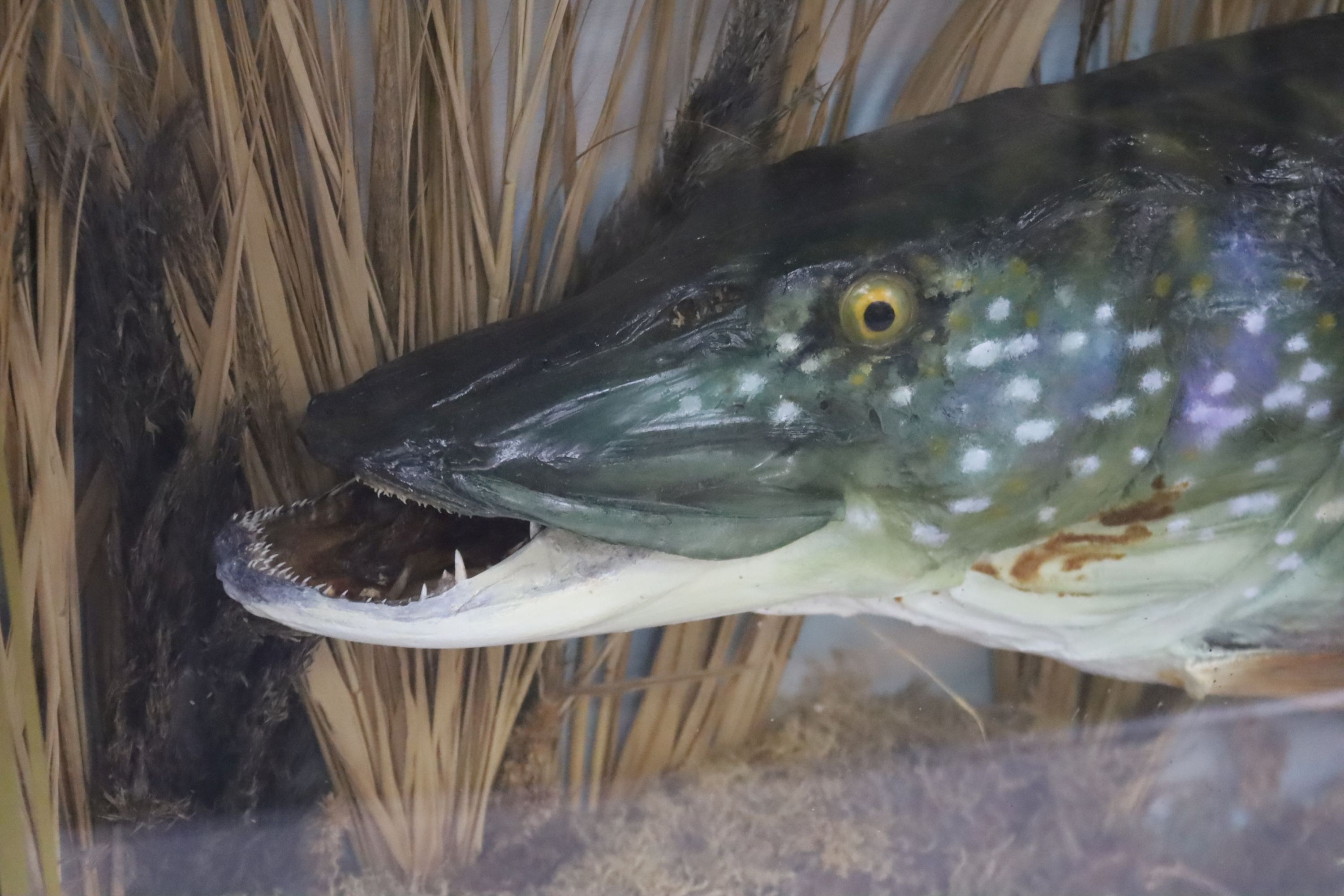 A large cased taxidermic pike, 35lbs 20oz., in bowfronted display case, width 138m height 52cm